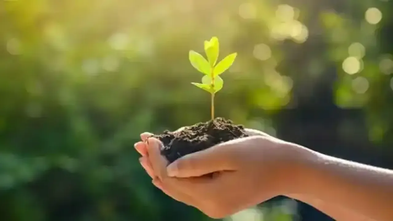 Milli Ağaçlandırma Günü nedir? Ne zaman ve nasıl kutlanır?