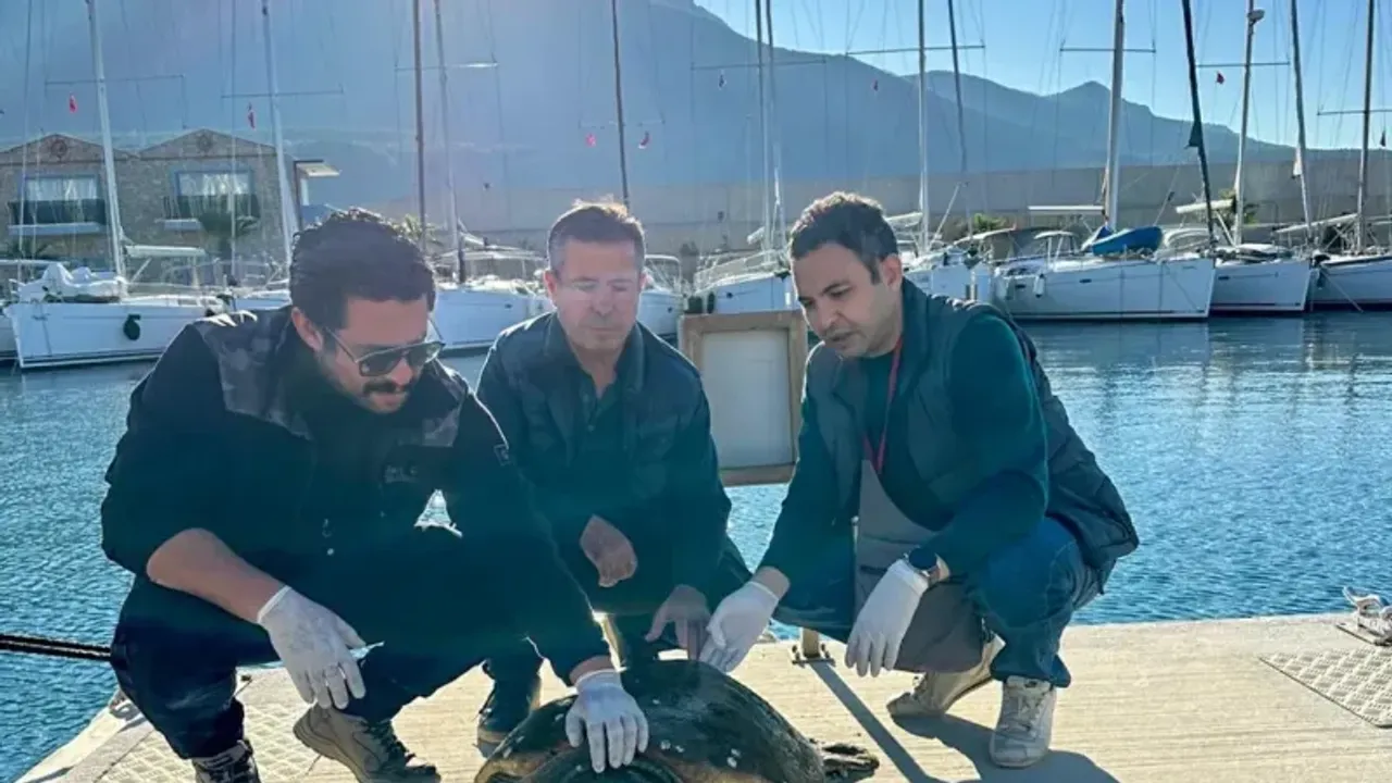Yaralı caretta caretta, tedaviye alındı