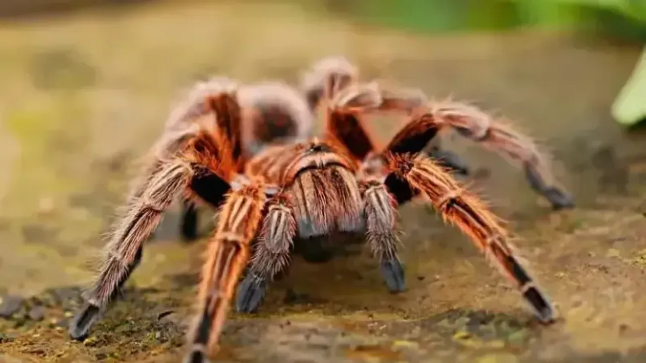  İnternette yasa dışı tarantula satışı