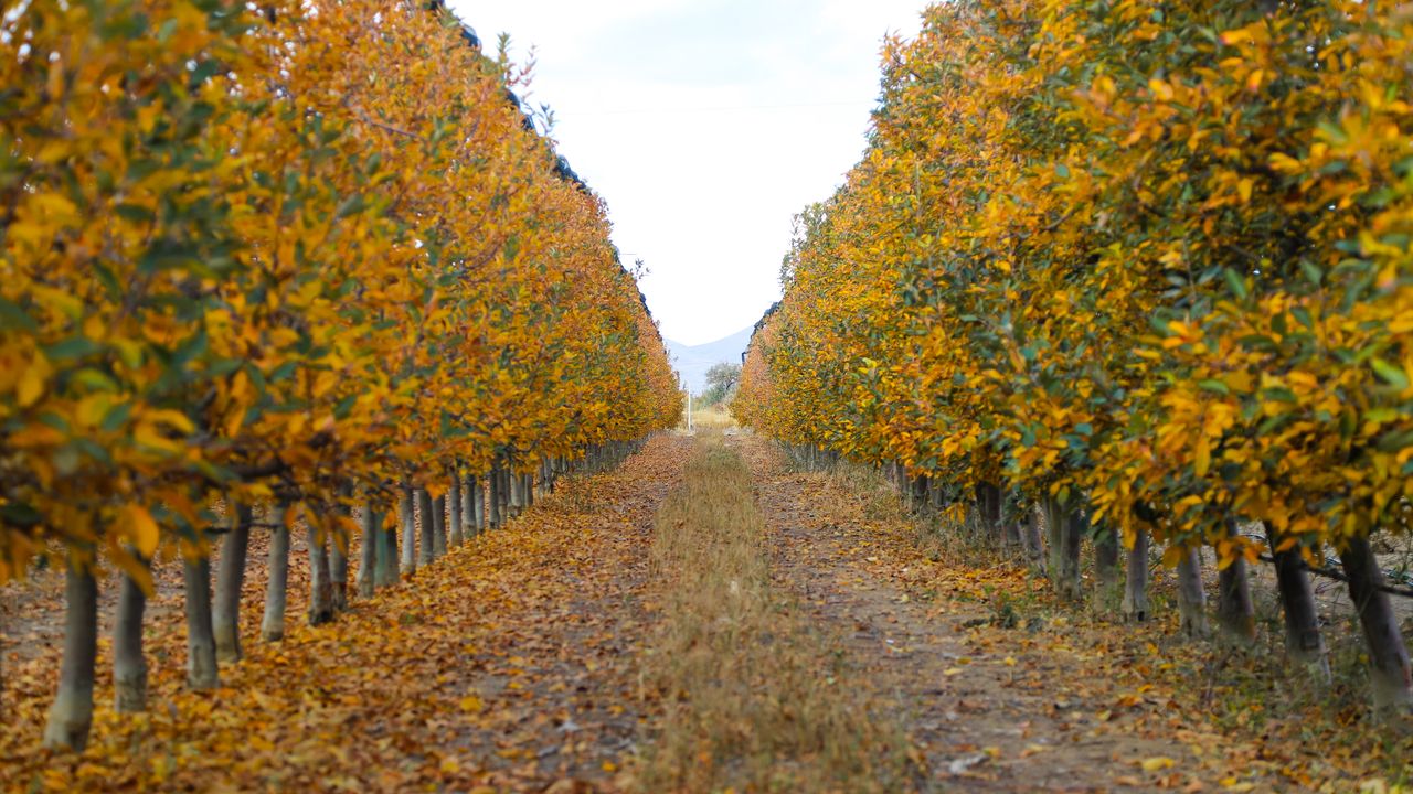 Elma bahçeleri sonbaharın renklerine büründü
