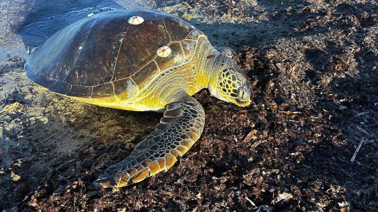 50 kiloluk caretta kıyıda ölü bulundu