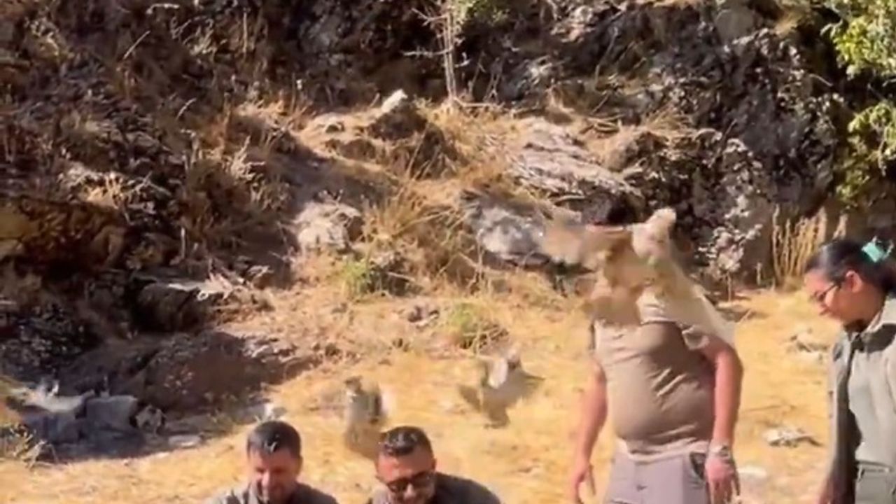 Bitlis'te 90 kınalı keklik doğaya salındı