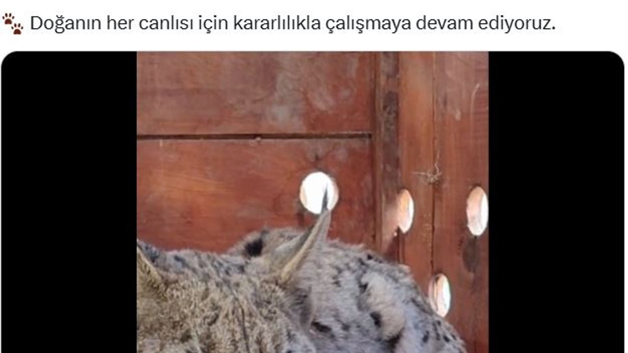 Su kanalına düşen vaşak kurtarıldı!