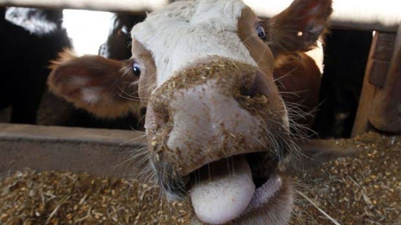 Deli Dana hastalığı kabusu tekrar mı başladı?