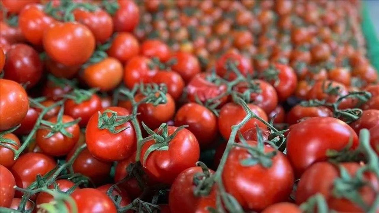 Ayaş domatesi dünya listesinde 8'inci sırada