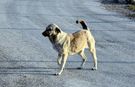 İstanbul'da Sahipsiz Köpekler Toplatıldı!