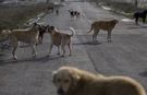 Sokak Köpeklerinin Yüzde 99,22’si Toplandı: Süreç Nasıl İşleyecek?