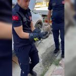 Otomobilin motor kısmına girdi, jandarma tarafından kurtarıldı!