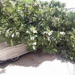 Otomobilin üzerine ağaç devrildi