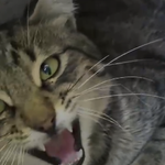 Ankara'da Kedi Katliamı! Bu Caniliği Kim Yapıyor?