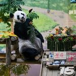 Çin’de Dev Panda Xing Mei’nin 15’inci Yaş Günü Kutlandı