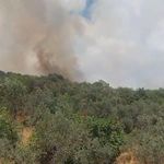 Erdek'te orman yangını