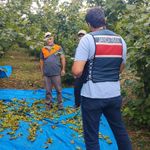 Fındık bahçelerinde hırsızlık denetimi yapıldı