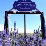 Lavanta Kokuları Türkülerle Buluşuyor: Mamak'ta Şenlik Zamanı