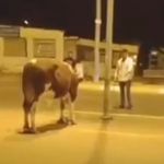 Sahibinin elinden kaçan dana yakalandı