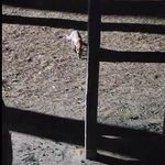 Yanına çağırdığı tilkiyi peynirle besledi