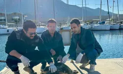 Yaralı caretta caretta, tedaviye alındı