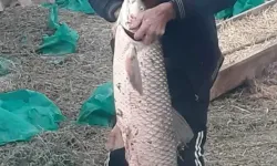  13 kilo ağırlığında sazan balığı yakalandı