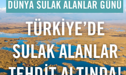 "Türkiye'deki sulak alanlar tehdit altında!"