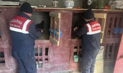 Dövüştürülen horozlar kurtarıldı