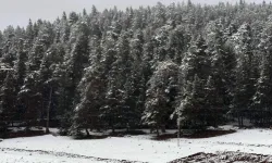 Bolu'da Sarıalan Yaylası'nda kar güzelliği 