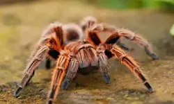  İnternette yasa dışı tarantula satışı