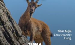 TEMA Vakfı'ndan "Dünya Yaban Hayatı Günü" paylaşımı