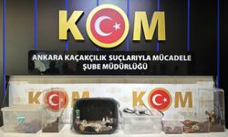 5 ilde yasaklı egzotik hayvan operasyonu gerçekleşti