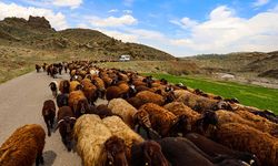Iğdır'dan yaylalara, göçerlerin "kontrollü" çıkışı başladı