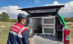 Yaralı bulunan leylek koruma altına alındı