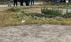 Çıkan yangında 42 küçükbaş telef oldu