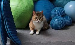 Depremzede kedi sahiplendirildi
