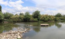 Dicle Nehri’nde balık ölümleri araştırılıyor