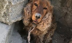 Kayıp köpeğini ağaca bağlı buldu!