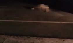 otomobilin çarpmasıyla koyunlar telef oldu!