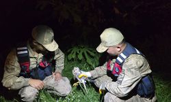 Samandağ’da Yaralı Bozkır Delicesi Kurtarıldı