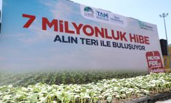 Çubuk Belediyesi çiftçilere fide dağıtıyor!