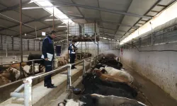 Çubuk'ta Kurban Bayramı denetimi