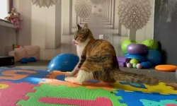Depremzede kediye kalıcı yuva aranıyor