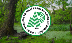 DKMP'den 'yaban domuzu' açıklaması