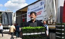 Kalecik’te Çiftçilere Sebze Fidesi Dağıtıldı
