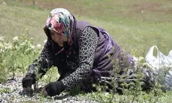Köy kadınları madımak topluyor