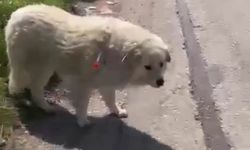 Sahipsiz Değil, Kimsesiz Değillerdi: Kahramankazan’da Köpek Krizi!