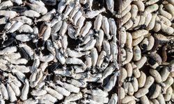 3 milyonun üzerinde kurbanlık satıldı