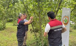 Artvin'de samuray arıları doğaya salındı