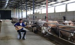 Hayvanlarına konser veriyor!