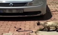 Hava ısındı, yılanlar ortaya çıkmaya başladı!