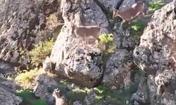 Munzur Dağları'nda dağ keçileri!