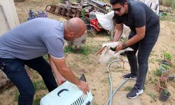 Yaralı leyleği besledi