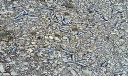 Çanakkale'de çay kısmen kurudu
